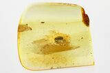 Detailed Fossil Beetle (Ptinidae) in Baltic Amber #321747-1
